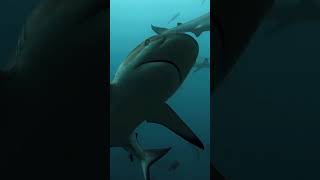 Fishy Alphabet Adventure: Fun Learning Song for Kids #funlearningsongs   #kidseducationalvideo