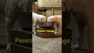 #en thambi#mypets#nativebreeds