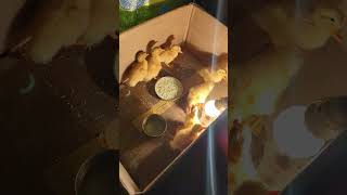 pekin ducking brooding setup #birds #farmlife