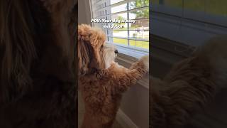 The best way to get juicy neighborhood gossip 😂 #cutedog  #puppylove #sunday #funnyvideos