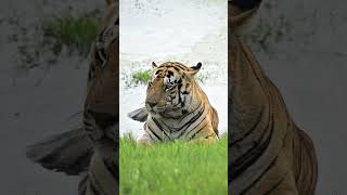 #tadobajunglesafari #wildlife #tiger #animals #nature #bigcat #incredibleindia #wildlifeindia