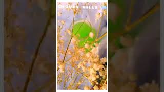 creative aesthetic status video 😍🥰❤️#shorts #aesthetics #statusvideo