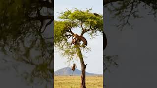 #MonkeyVsTiger #WildlifeFight #AnimalFight  #ViralShorts #AnimalPlanet #EpicFight #YouTubeShorts