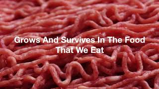 What is Bacteria?