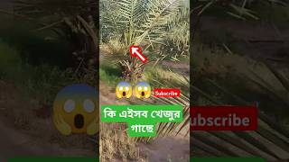 রিল ভিডিও খেজুরের মাজরার ytreels #খেজুরেরভিডিও #Shorts #vibehub #vibehubbyarian
