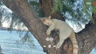 tomorrow will be better. [indie playlist]