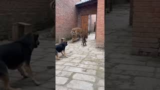 “AI Created: Tiger vs Cat 😱🐯🐱 — When the King Runs Away!”