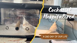 Our Cockatiel Got Sick and Hospitalized 😢 | Will he survive?