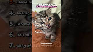Ranking Cutest Kittens Behaviours