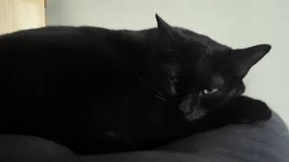 Waking up the kitties.