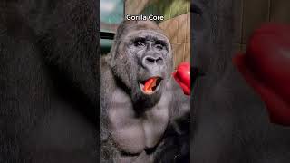 Gorilla Core 🦍🦍 #gorilla #wildlife #animals #funnypets #cute