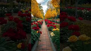 flowers garden video #relaxingmusic #relax #view#short#hindisong