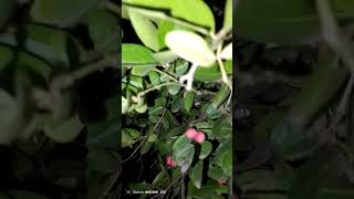 night fruit...😋#suscribe  #trendingshorts #newsong #viral
