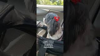 Snuggles can't wait to show boyfriend Ace her new look #pets #shitzu #shorts #funny #funnyvideos
