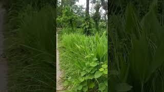 Village Status  / Village Whatsapp Status #shorts #village #villagestatus