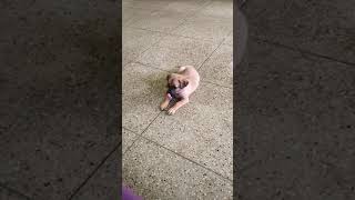 Adorable 1 month old Kombai Puppy#shorts