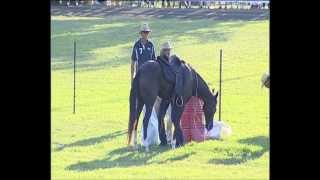 2013 Camden Show - Stockman's Challenge