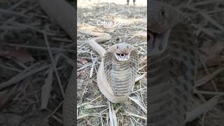 Cobra Core #animalshorts #cute #cuteanimals #snake #cobra #kingcobra