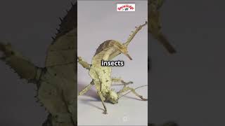Do you know #knowledgepower #facts #knowledge #animals #insects