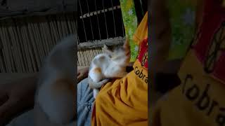বিড়াল ছানা #বিড়াল #suscribe #বিড়ালছানা #viral#suscribe #catlover
