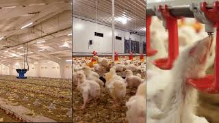 Rotem Trio Poultry system