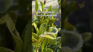 Frosty mornings hit #WinterVibes #MorningRoutine #NatureShorts #pov  #WinterMagic #PeacefulMorning