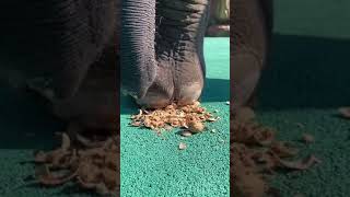 Unexpected !! #funny #woow #animals #You Must Know #viral story #Wonderbot