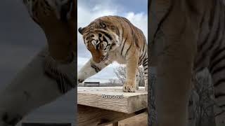 大きくても猫だよ🥰🥰#トラ #ライオン #ヒョウ #foryou #面白い #fyp #foryoupage