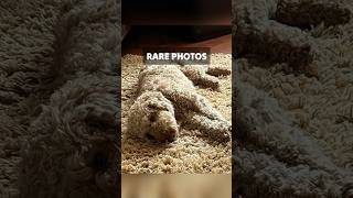 Rare Photos You've Probably Never Seen Before 47#viral #rarephoto #shorts