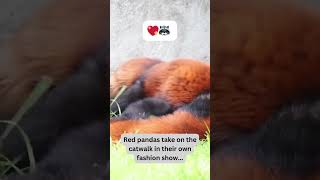 Red Pandas' Fashion Show Fails! 👠🦝 #AdorableRedPandas #FurryFiesta #PawsomeMoments #CuteOverload