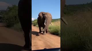 Elephant 🐘 short #video #shorts #funny #funnyanimal #elephant #animals #animalllover#youtubeshorts