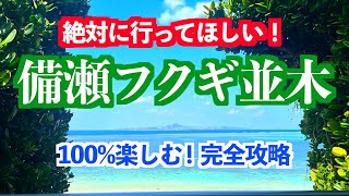 【沖縄旅行】観光ガイド『備瀬のフクギ並木』を100％楽しむ｜癒し空間と感動の絶景｜飲食店情報｜備瀬崎｜キックボード・自転車｜