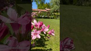 Pink spring feeling here at the Domaine des Oiseaux Vertes. #frenchfarmhouse #gardenscapes