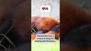 Red Pandas' Hilarious Monday Hack Revealed! 🐾😴 #AdorableAnimals #FunnyWildlife #CuteCritters #fyp
