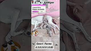 #kannipuppies#puppysale#chippiparaidog#dog#puppy#viralvideo#trendingshort#chippiparai#nature#breeder