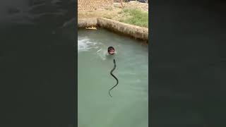 viral snake video!! #video #viralreels #youtubeshorts #trending #youtube #trendingshorts #shorts