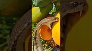 A beautiful cobra snake is eating papaya #snakevideo #cobrasnake