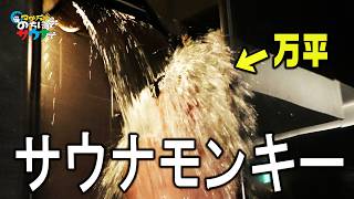 【極上内気浴】サウナモンキー 名古屋 #のちほどサウナで