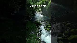 Crazy Crush Facts That’ll Leave You Shocked😱❤️#CrushFacts #LoveTruths #RelationshipFacts #dailyfacts