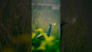 Wanna Know... | Ashokwildframes #trending #trends #viral #viralvideo #photography #nature #birds