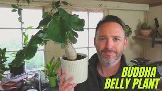 Buddha Belly Plant Care Guide and Species Spotlight - How to Care for JATROPHA PODAGRICA  Gout Plant