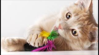 【100選シリ－ズ】猫ちゃん 100選