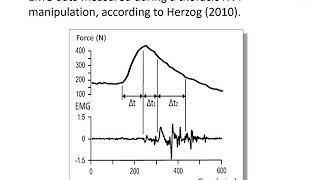 Mechanisms of action of manipulations with HVT for the muscles