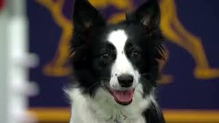 2021 犬好き必見「おもしろい＆可愛い」ボーダーコリー VS シベリアンハスキー動画集