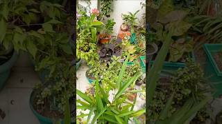 Home entrance decoration ideas#homeentrance #decor #plants #gardening #shorts #youtubeshorts