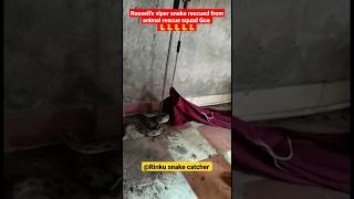 india's most dangerous snake russell viper 🐍 snake rescue #shorts #youtubeshorts #viral