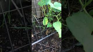 Hidden Treasures in the Garden | Cucumbers | #Shorts