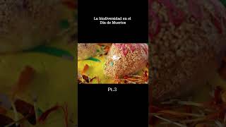 La #biodiversidad en el #diademuertos | Pt. 3 #méxico