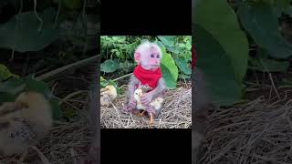 Sweetyyy !! #animals #love #ducks #monkey #You Must Know #viral story #Wonderbot