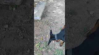 Feeding Kombai & Doberman